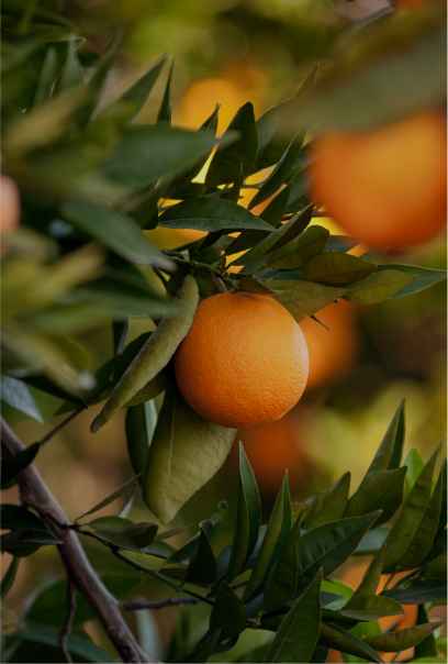 Fruit Plants