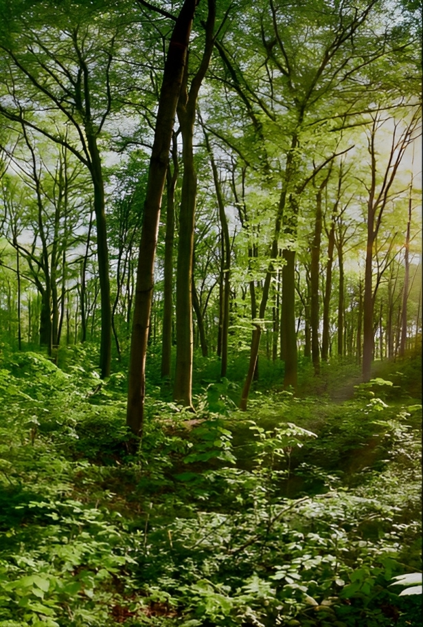 Forest Plants