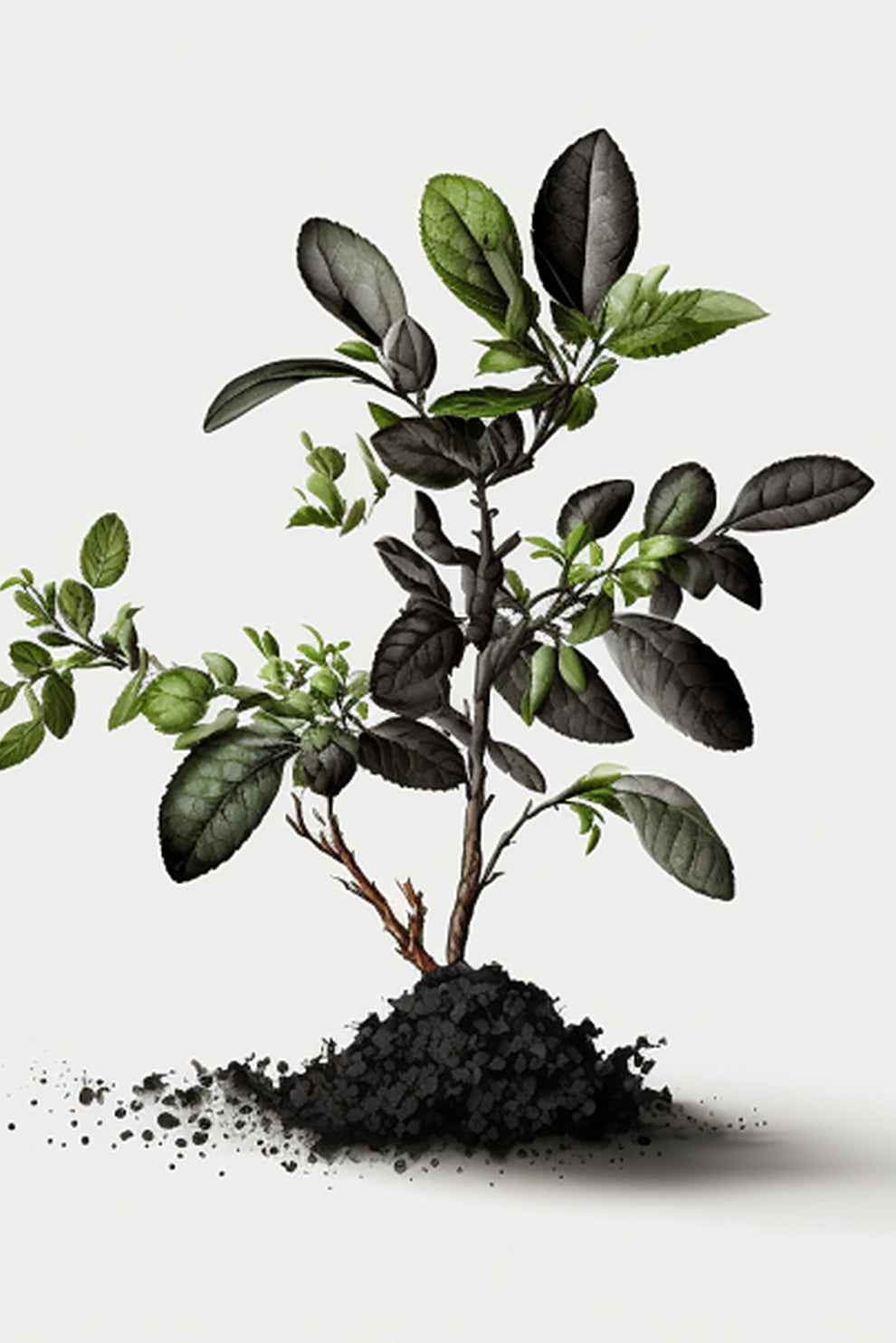 Image for Black Plum Plant