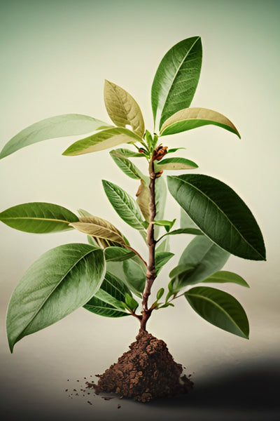 Image for Sapodilla Plant