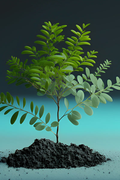 Image for Acacia Plant