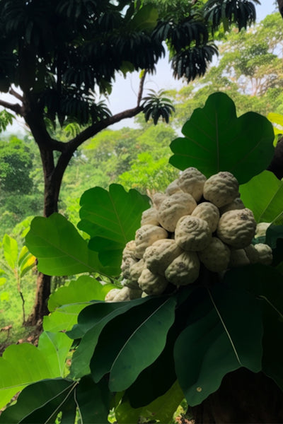 Health blooms by consuming custard apple