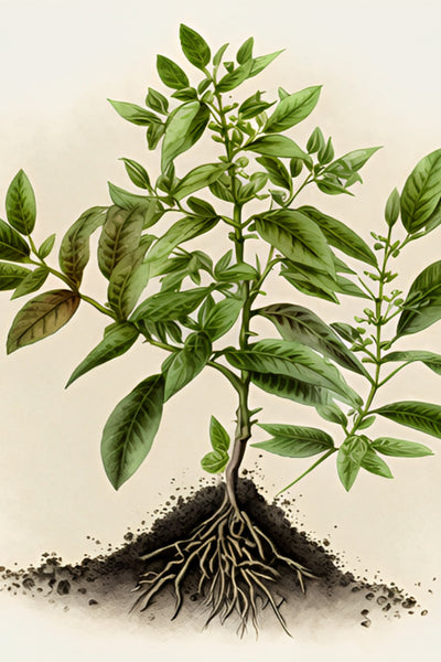 Image for Henna Plant