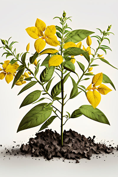 Image for Yellow Tecoma Plant